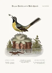 La Bergeronnette grise et le Lézard d